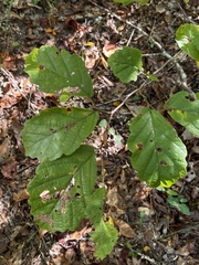 Hamamelis virginiana