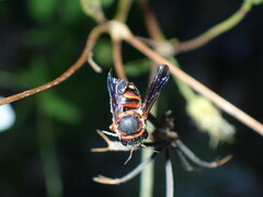 Anthidiellum perplexum