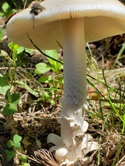 Amanita populiphila