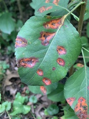 Gymnosporangium sabinae