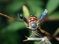 Anthidiellum perplexum