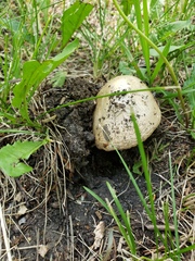 Amanita populiphila