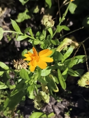 Calendula officinalis