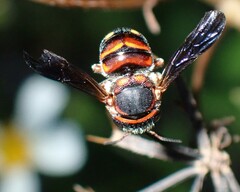 Anthidiellum perplexum