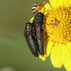 Acmaeodera resplendens