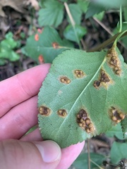 Gymnosporangium sabinae