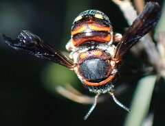 Anthidiellum perplexum