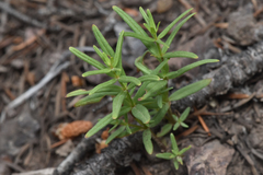 Galium boreale