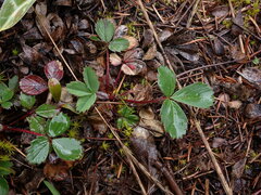 Fragaria virginiana platypetala