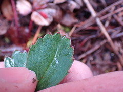Fragaria virginiana platypetala