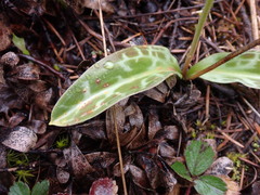 Uromyces heterodermus