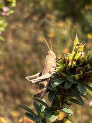 Schistocerca damnifica