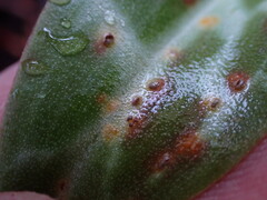 Uromyces heterodermus