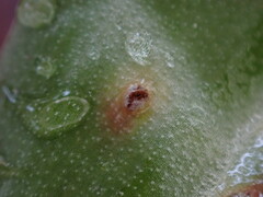 Uromyces heterodermus