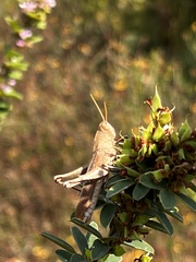 Schistocerca damnifica