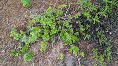 Ribes oxyacanthoides