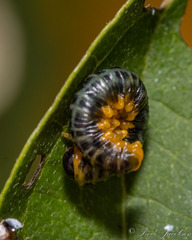 Macremphytus testaceus
