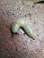 Krynickillus melanocephalus