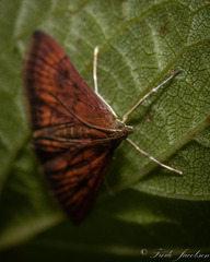 Pyrausta rubricalis