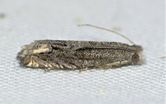 Epiblema minutana