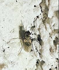 Medeterinae
