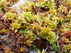 Sphagnum denticulatum