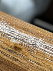 Brachymyrmex depilis