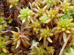 Sphagnum denticulatum