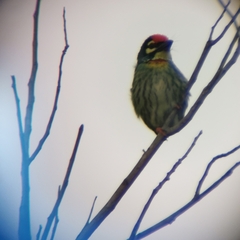 Psilopogon haemacephalus