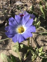 Nolana elegans