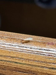 Brachymyrmex depilis