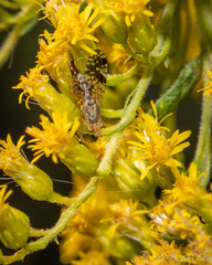 Neotephritis finalis