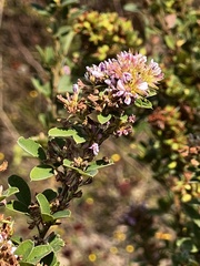 Lespedeza stuevei