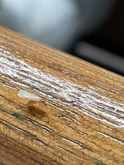 Brachymyrmex depilis