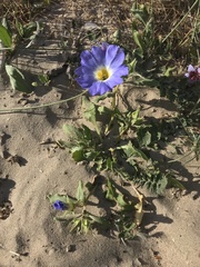 Nolana elegans