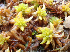 Sphagnum denticulatum