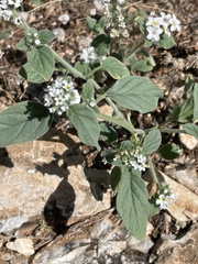Heliotropium europaeum
