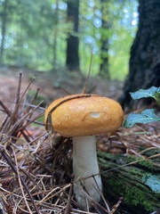 Russula decolorans