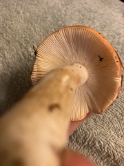Russula decolorans