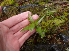 Nothochelone nemorosa