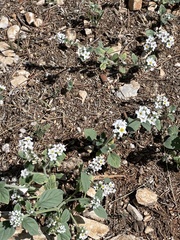 Heliotropium europaeum