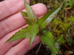 Nothochelone nemorosa