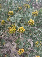 Tristerix corymbosus