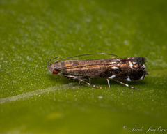 Anacampsis levipedella