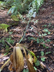 Veratrum fimbriatum