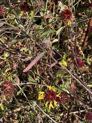 Gaillardia aestivalis