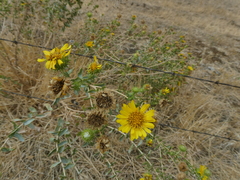 Grindelia camporum