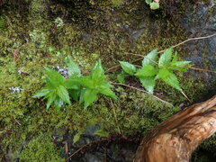 Nothochelone nemorosa
