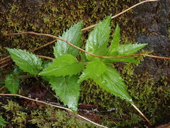 Nothochelone nemorosa