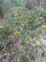 Tristerix corymbosus